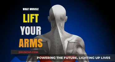 Muscles That Lift Your Arms: Anatomy and Function Explained
