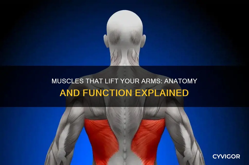 what muscle lift your arms
