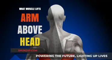 Which Muscles Lift Your Arm Above Your Head: A Guide