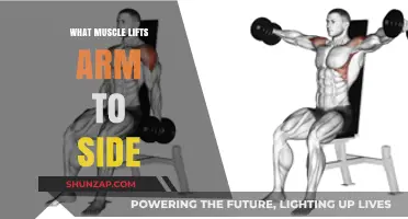 How the Deltoid Muscle Powers Lateral Arm Lifts: Explained