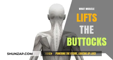 Gluteal Guide: Butt-Lifting Muscles Explained