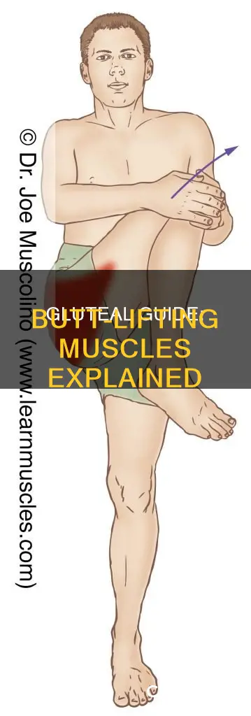 what muscle lifts the buttocks