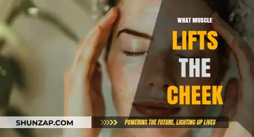How the Zygomaticus Major Muscle Lifts Your Cheeks