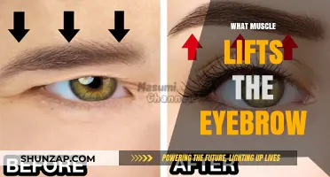 Eyebrow Muscles: The Power of a Single Muscle