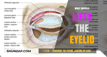 Eyelid Muscle: The Orbicularis Oculi's Role