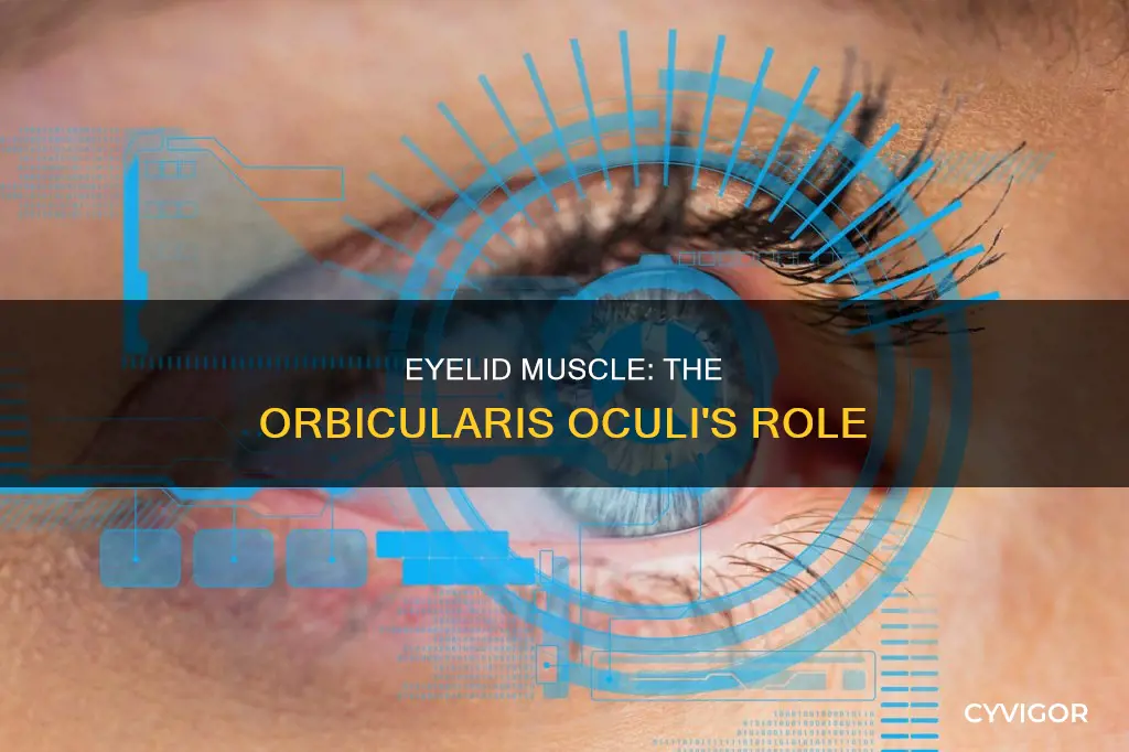 what muscle lifts the eyelid