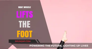 Foot Muscles: How They Work and Why They're Important