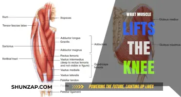 Understanding the Quadriceps' Role in Knee Movement
