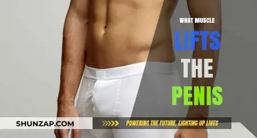 The Secret Muscle Behind Penis Erection