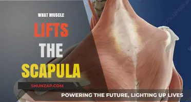 Muscles That Move the Scapula: Understanding Shoulder Blade Movement