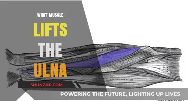 How Does the Ulna Move?
