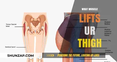 Thigh Muscle Power: What You Need to Know