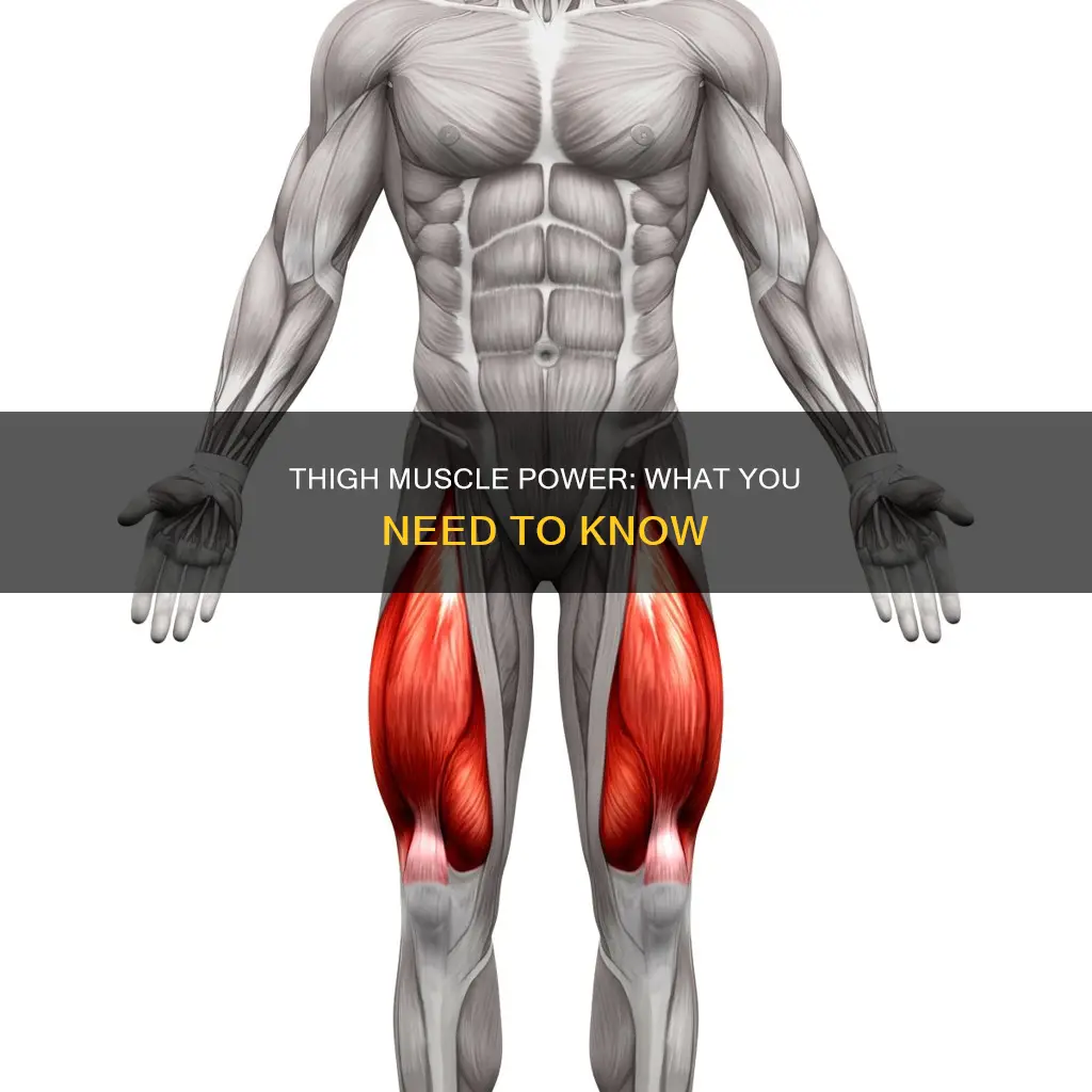 what muscle lifts ur thigh