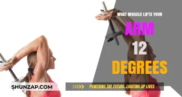 Which Muscle Lifts Your Arm 12 Degrees? Anatomy Explained