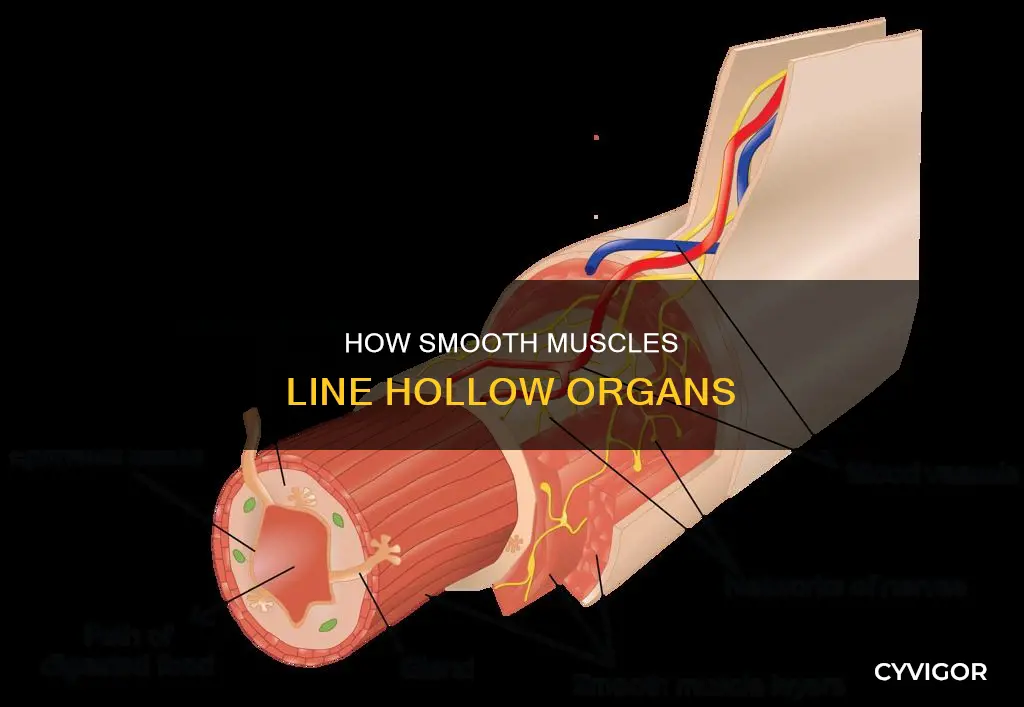 what muscle lines hollow organs