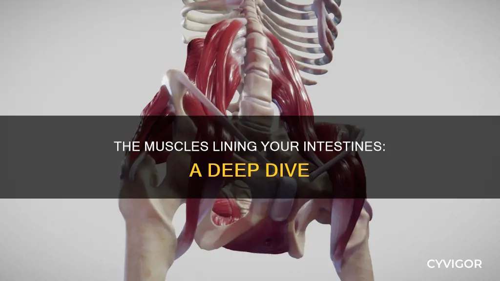 what muscle lines the intestines