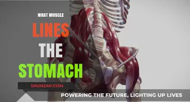The Muscles Lining Your Stomach: A Guide