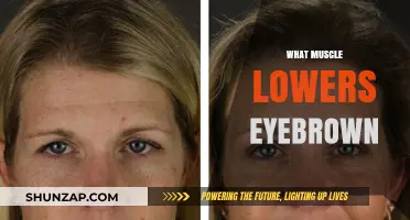 How Eyebrow Movement Muscles Work