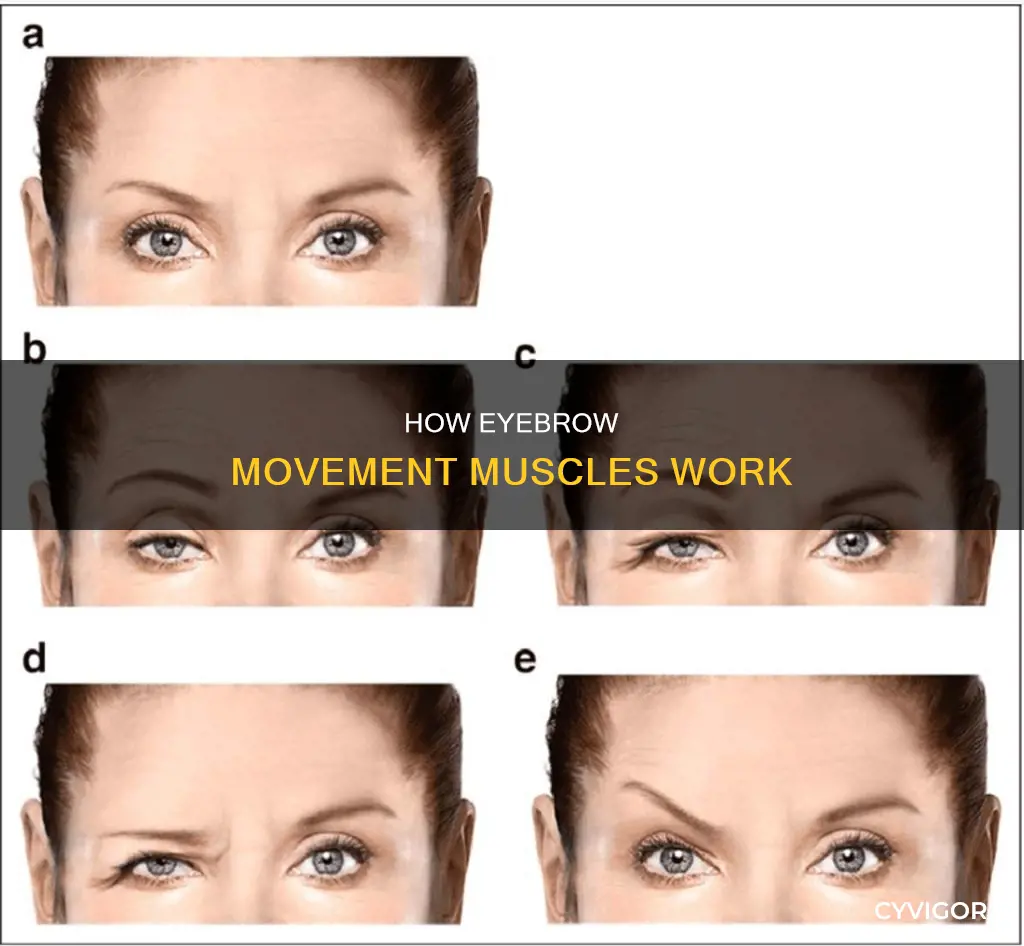 what muscle lowers eyebrown
