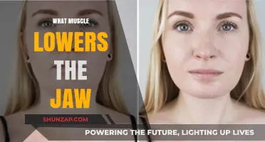 Exploring the Jaw: Muscles Responsible for Lowering the Jaw