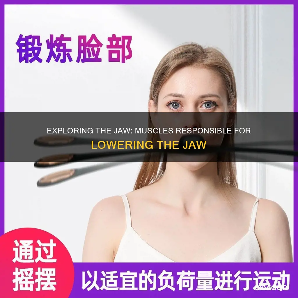 what muscle lowers the jaw