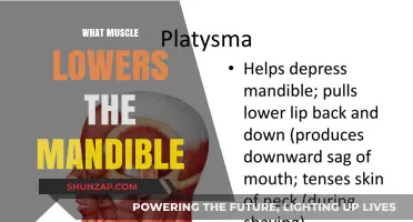 Unlocking the Power of Mandible Muscles