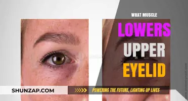 How the Orbicularis Oculi Muscle Lowers Eyelids