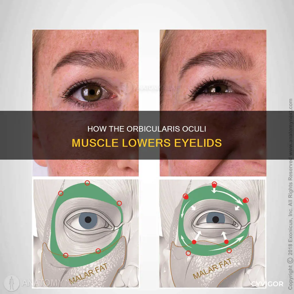 what muscle lowers upper eyelid