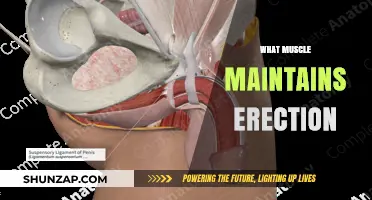 How the Muscular System Supports Male Erections