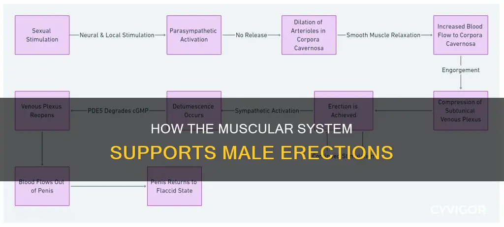what muscle maintains erection