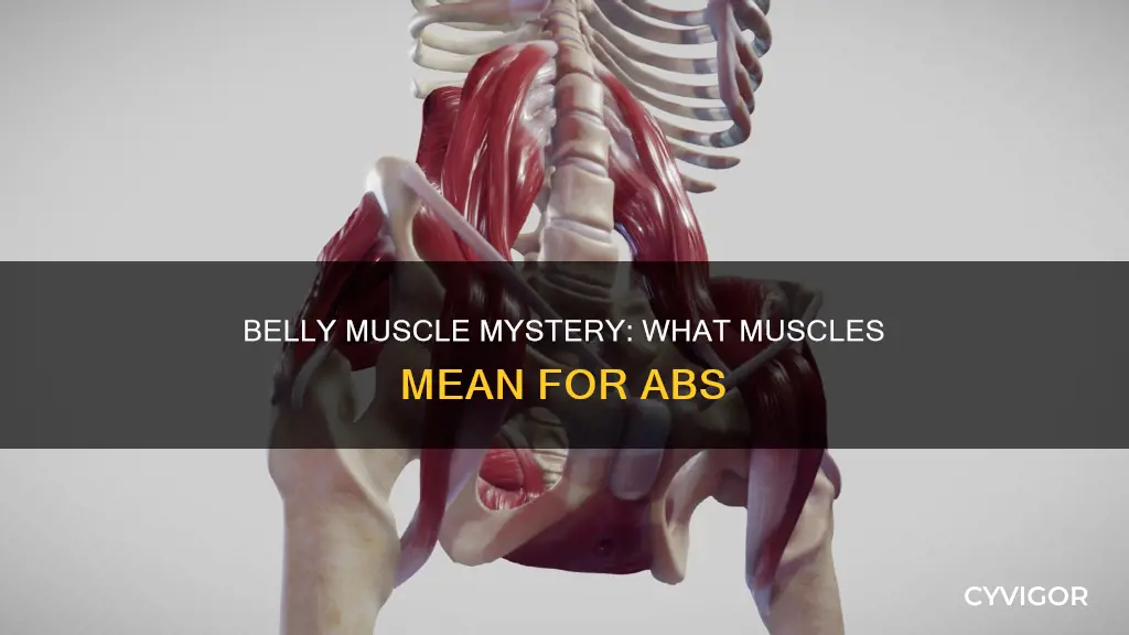 what muscle means belly