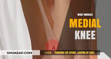 Understanding the Medial Knee Muscle Structure