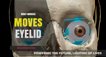 Eyelid Muscles: How They Work and Why