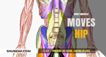 Hip Muscles: Understanding the Movers and Shapers