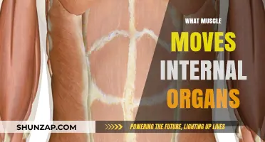 How Internal Organs Move: The Muscles Behind the Scenes