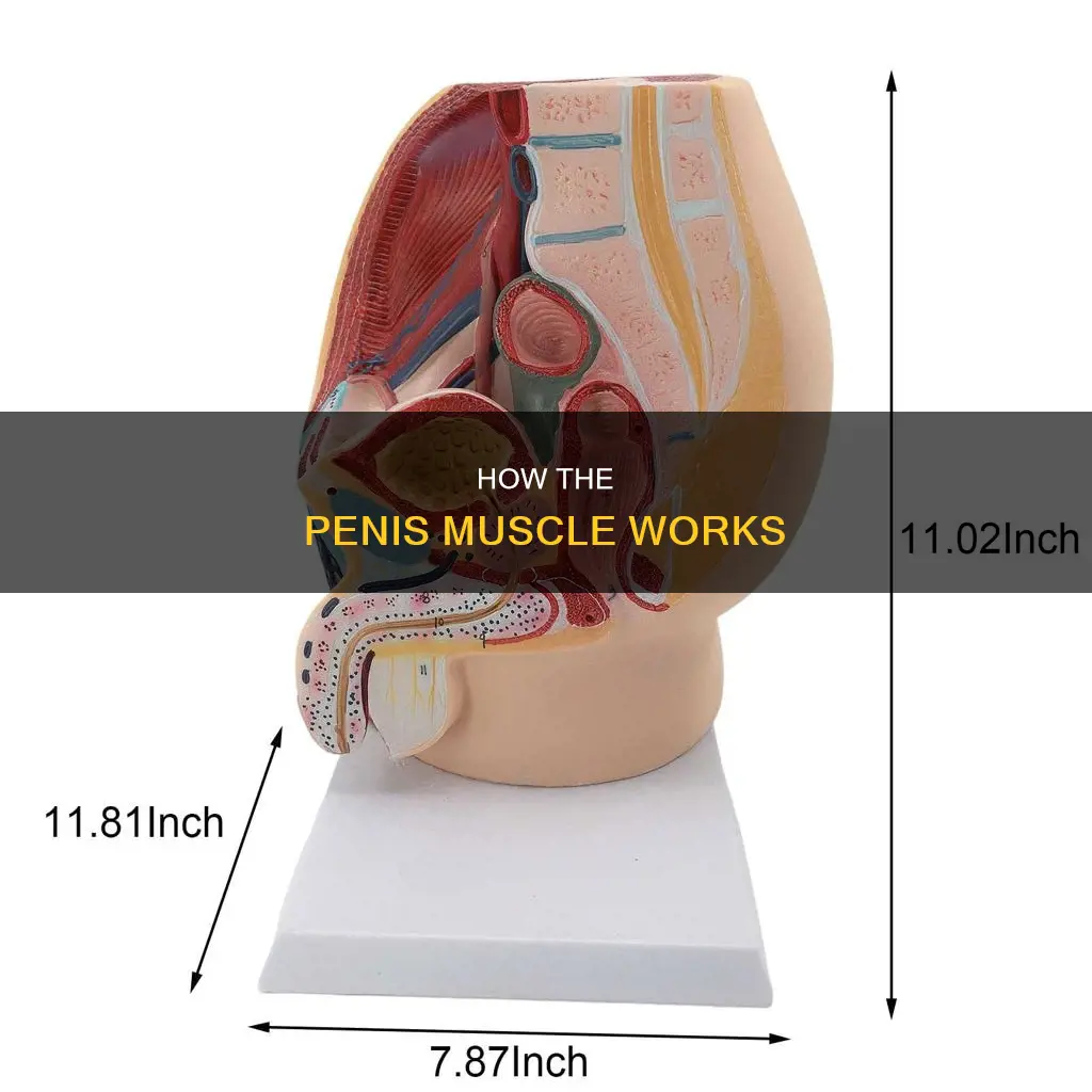 what muscle moves my penis
