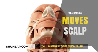 How Scalp Muscles Work and Why