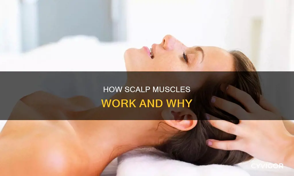what muscle moves scalp