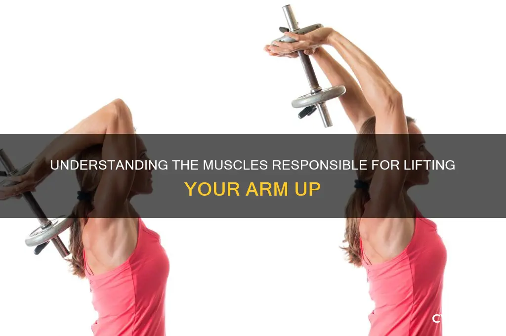 what muscle moves the arm up