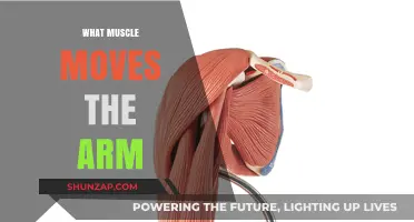 Understanding Arm Movement: Key Muscles That Control Arm Motion