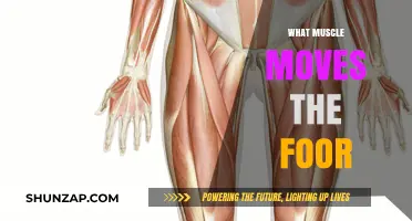 How Your Foot Muscles Move You Forward