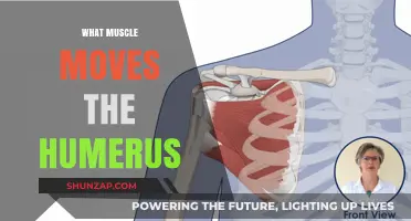 How Your Muscles Move the Humerus