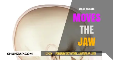 Unlocking Jaw Movement: The Muscles Behind