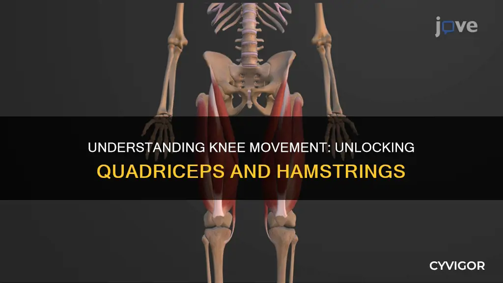 what muscle moves the knee