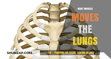 How Muscles Help Us Breathe