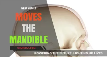 How Mandible Movement Muscles Work