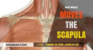Understanding the Muscles that Control Scapula Movement
