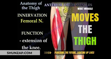Thigh Muscle Movement: Understanding the Power Source