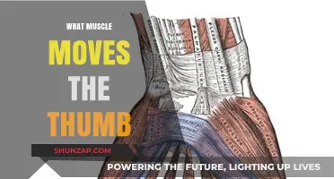 Thumb Movement: Muscles Involved and Their Functions