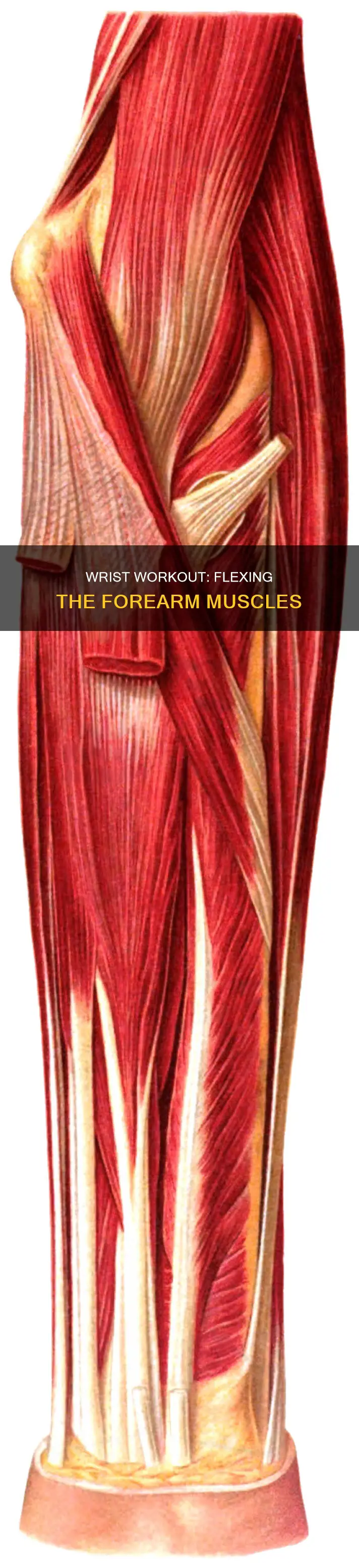 what muscle moves the wrist
